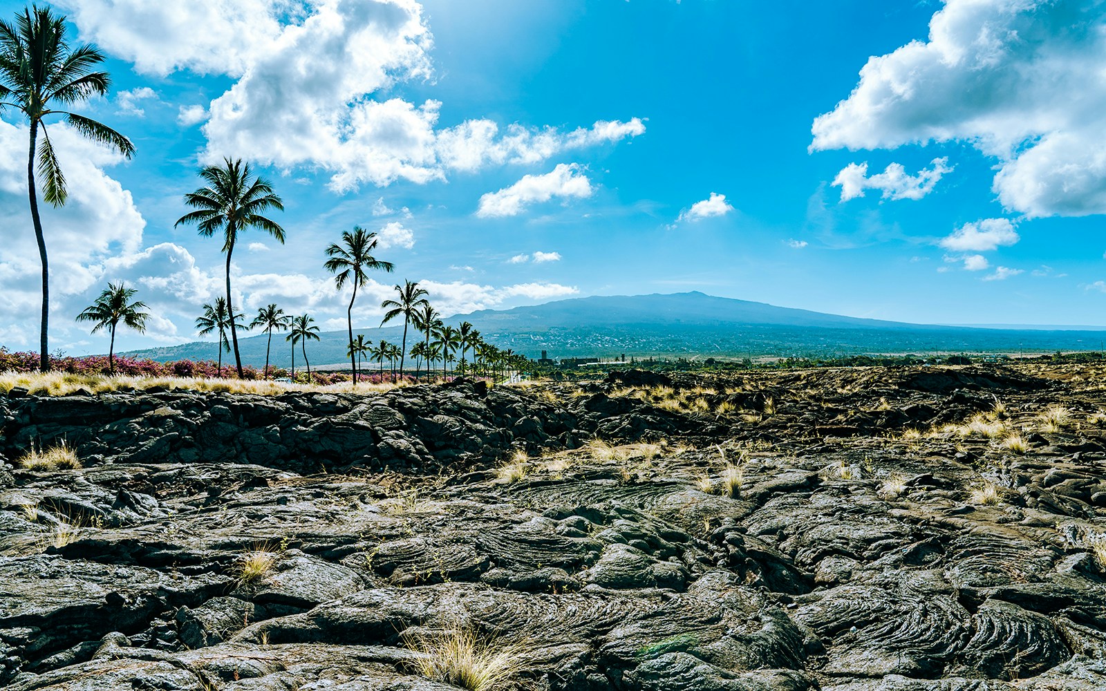 Lava fields with palm trees and Hualalai Volcano in the background, Hawaii.