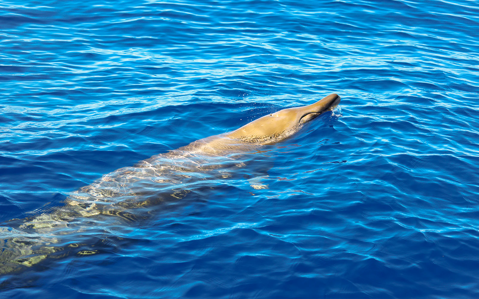Blainville beaked whale surfacing during whale watching tour.