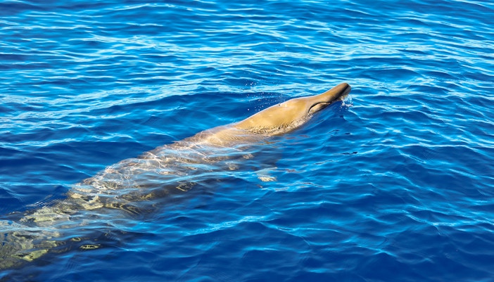 Blainville beaked whale surfacing during Tenerife whale watching tour.