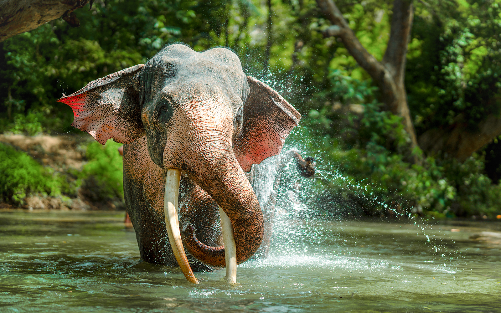 Elephant spraying water during a jungle cruise experience.