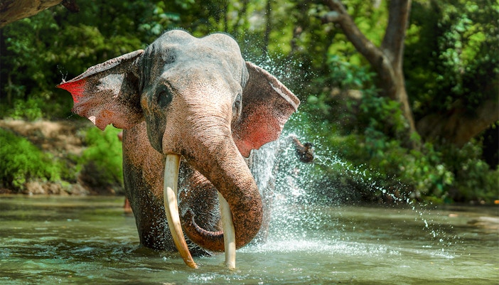 Elephant spraying water during a jungle cruise experience.