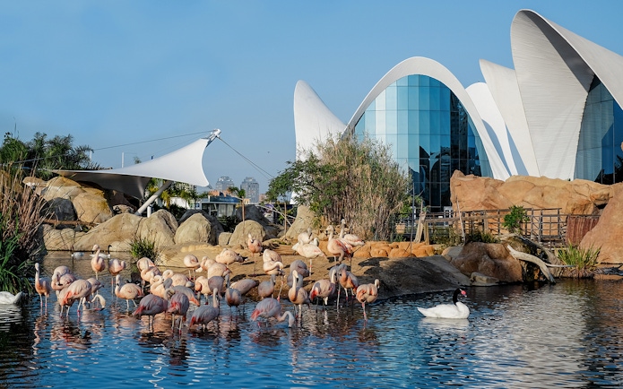 Flamingos and swans in a pond at Oceanogràfic Valencia with modern architecture in the background.