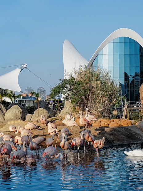 Flamingos and swans in a pond at Oceanogràfic Valencia with modern architecture in the background.