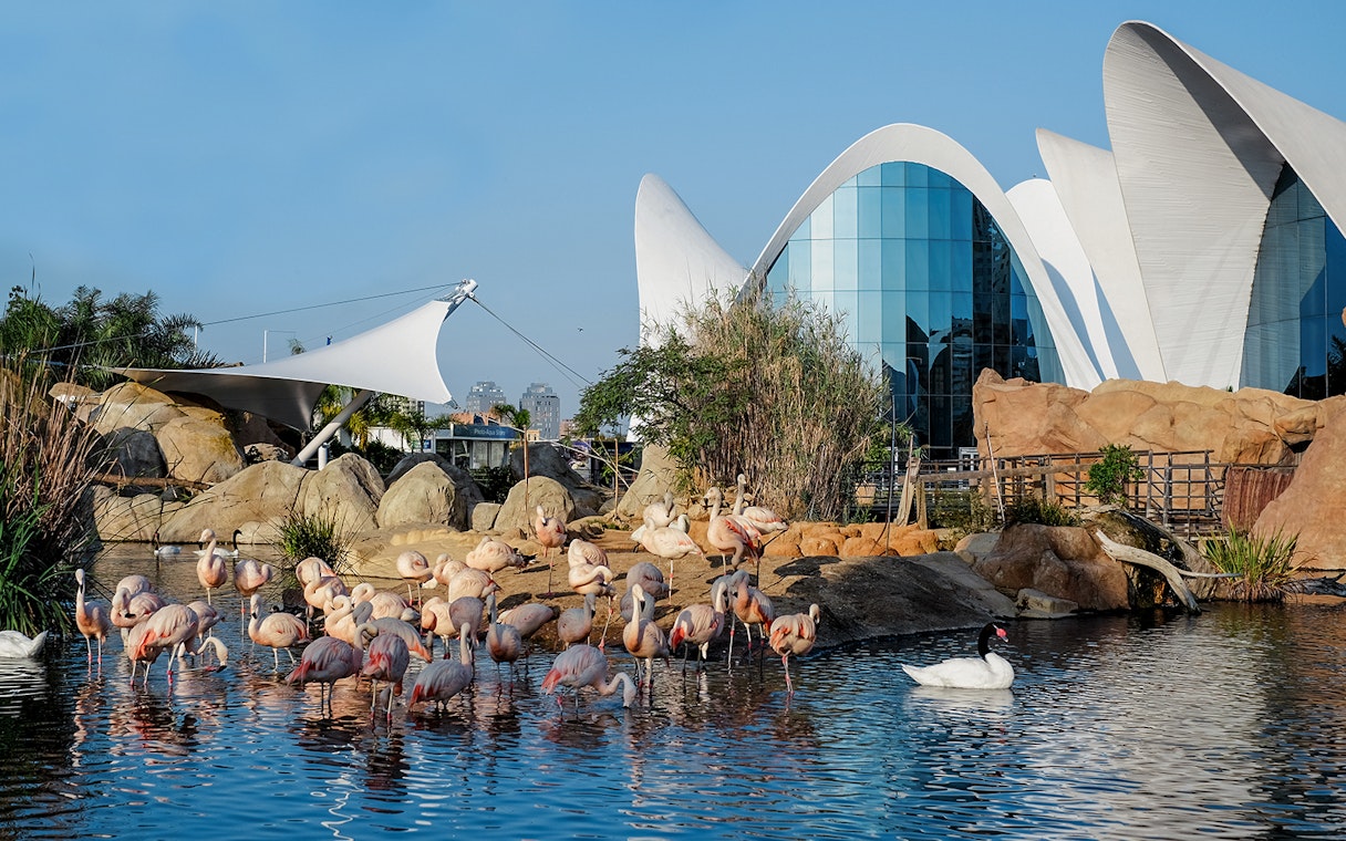 Flamingos and swans in a pond at Oceanogràfic Valencia with modern architecture in the background.