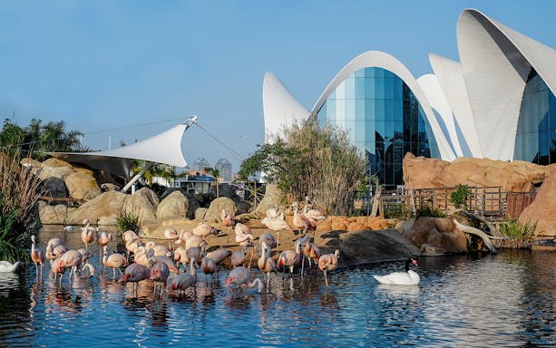 Flamingos and swans in a pond at Oceanogràfic Valencia with modern architecture in the background.