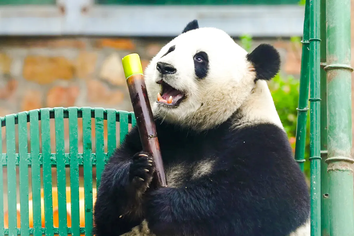 admisión a la base de investigación para la cría del panda gigante de chengdu-1