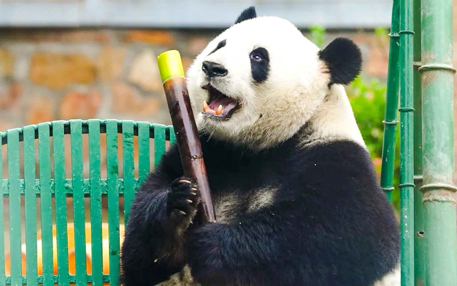 Chengdu Research Base of Giant Panda Breeding Admission Ticket