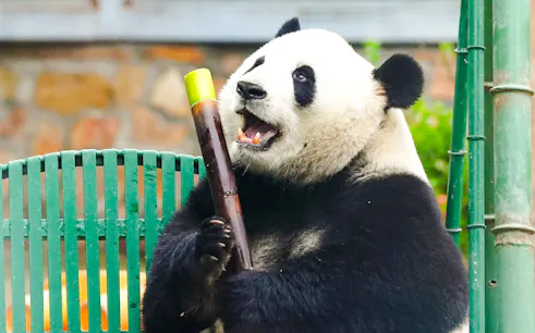 admisión a la base de investigación para la cría del panda gigante de chengdu-1
