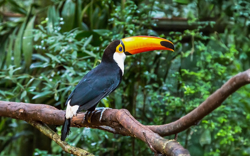 Toucan perched on a branch in lush forest near Iguazu Falls.