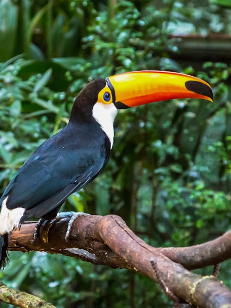 Toucan perched on a branch in lush forest near Iguazu Falls.