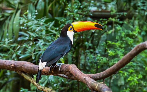 Toucan perched on a branch in lush forest near Iguazu Falls.