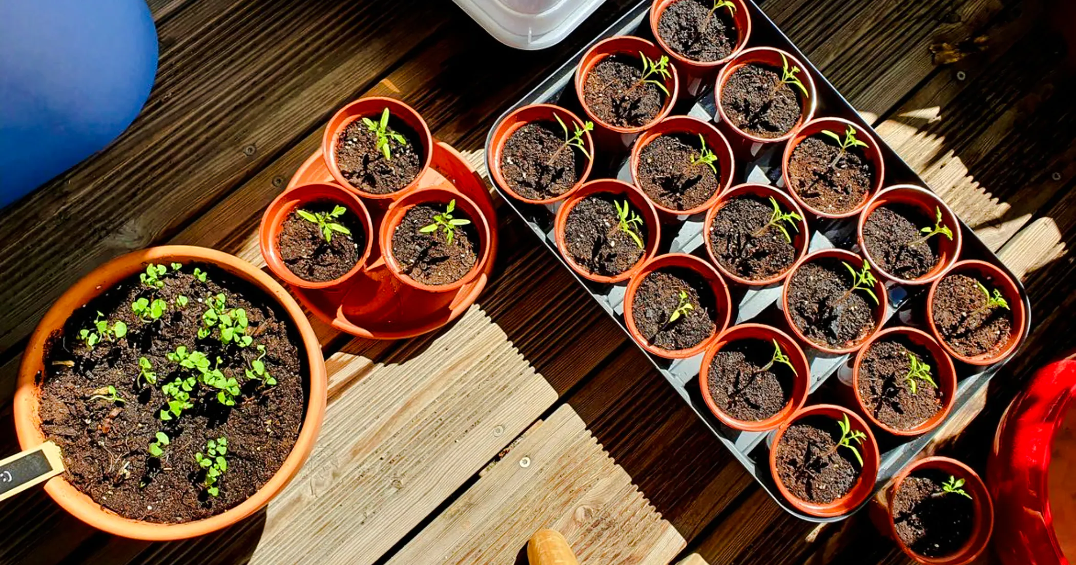 Seedlings in pots at Plant Cutting Workshop, Village Solaire, Essaouira.