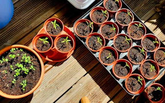 Seedlings in pots at Plant Cutting Workshop, Village Solaire, Essaouira.