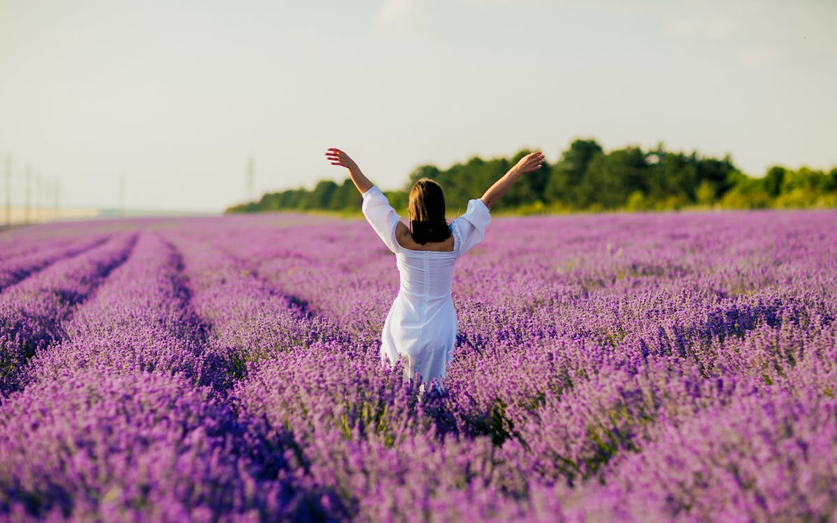 Lavender fields France