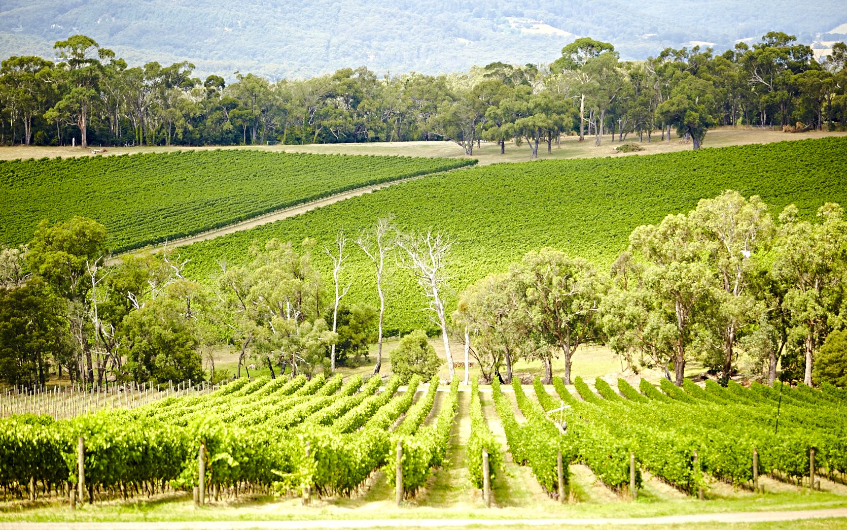 Vineyards in Yarra Valley with rows of grapevines and surrounding trees.