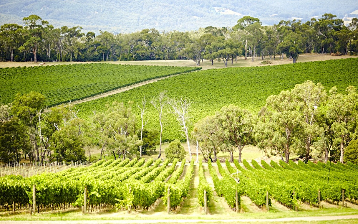 Vineyards in Yarra Valley with rows of grapevines and surrounding trees.
