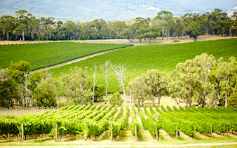 Vineyards in Yarra Valley with rows of grapevines and surrounding trees.