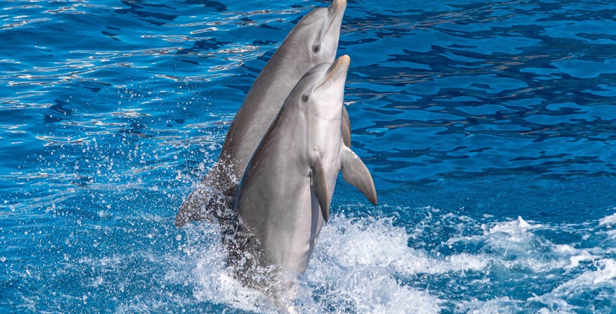 Marineland Mallorca