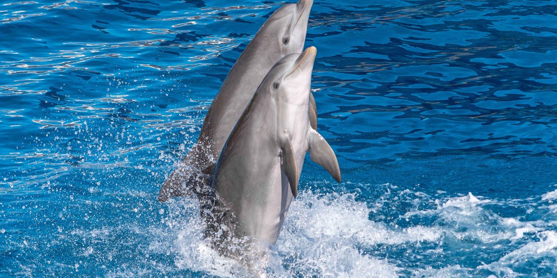 Marineland Mallorca