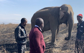 Visitors observing an elephant at Lion Park near Durban.