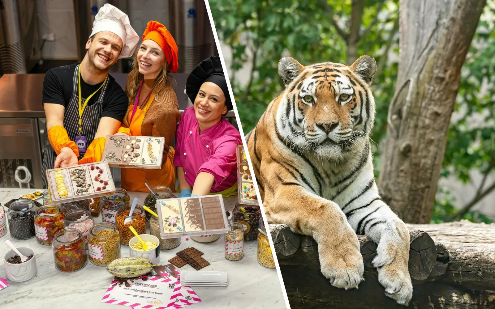 Chocolate workshop participants in Vienna displaying creations; Siberian tiger at Schönbrunn Zoo.