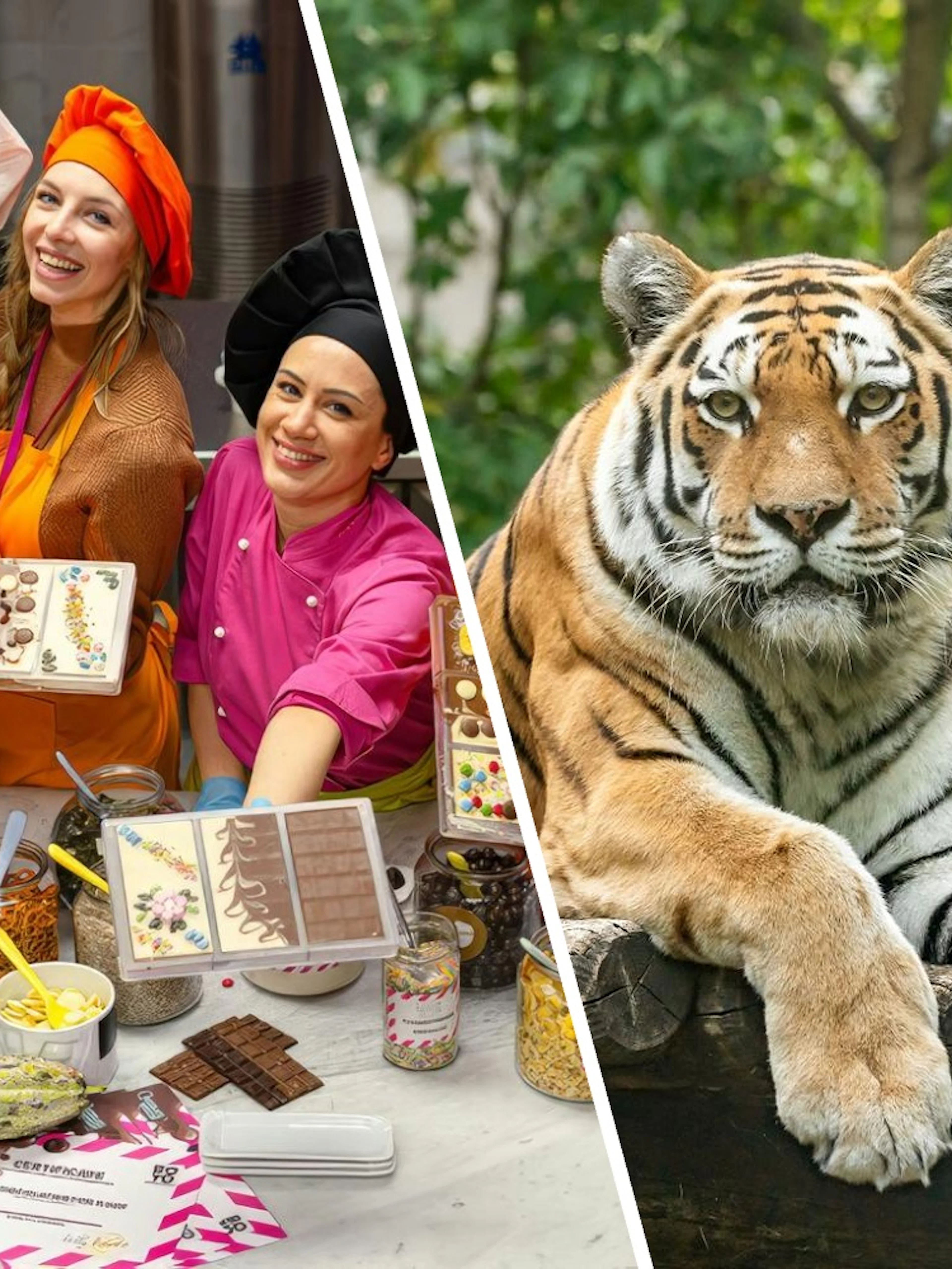 Chocolate workshop participants in Vienna displaying creations; Siberian tiger at Schönbrunn Zoo.