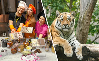 Chocolate workshop participants in Vienna displaying creations; Siberian tiger at Schönbrunn Zoo.