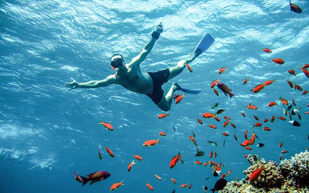 Snorkeler among vibrant fish in the Red Sea during Sea Scope Submarine Trip.