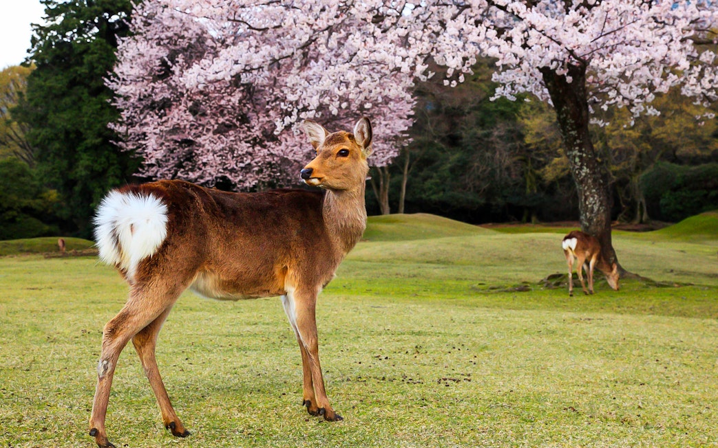 Deer under cherry blossoms in Nara Park, Japan, accessible with Kintetsu Rail Pass.