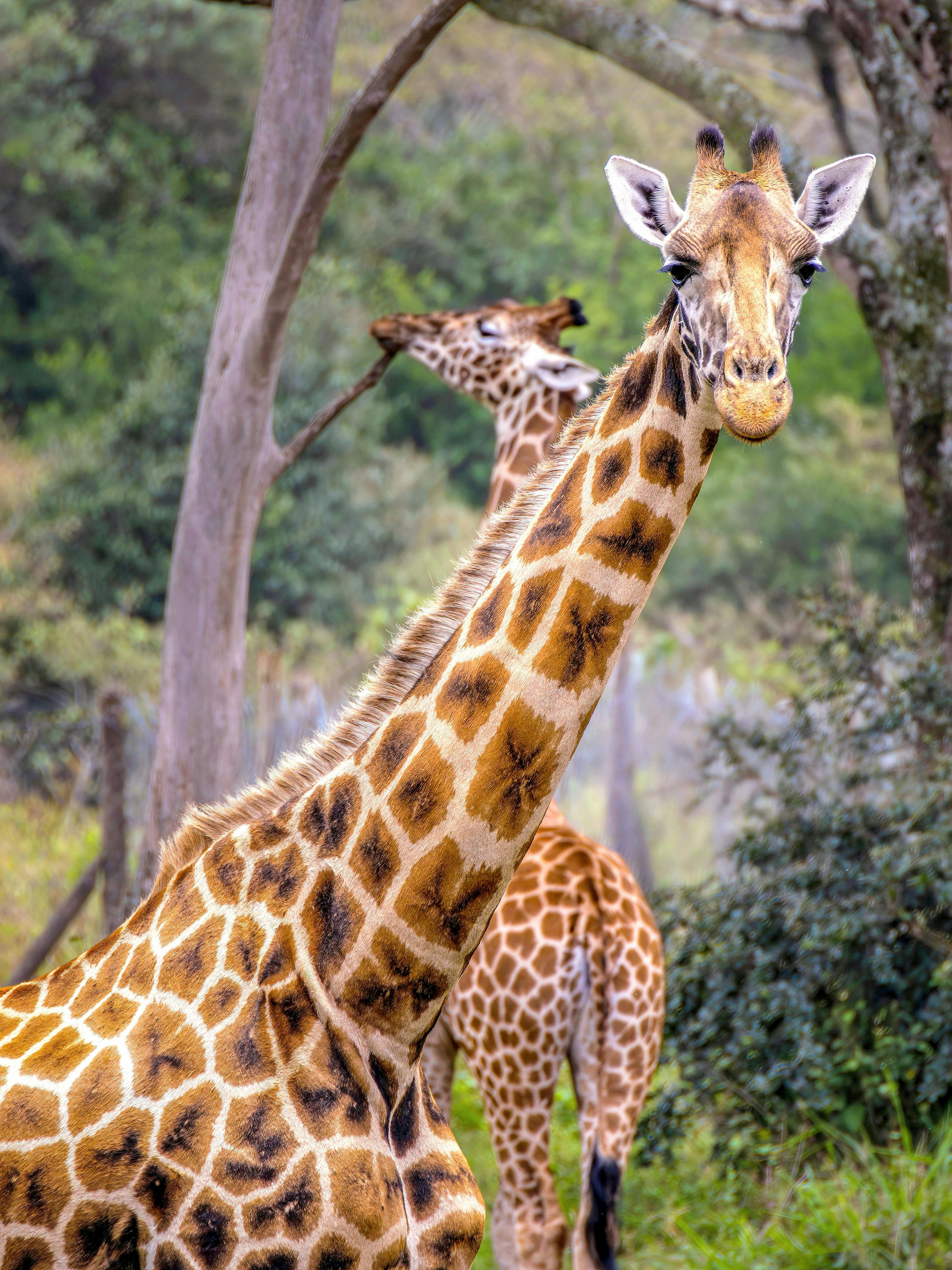 Giraffe Centre Nairobi