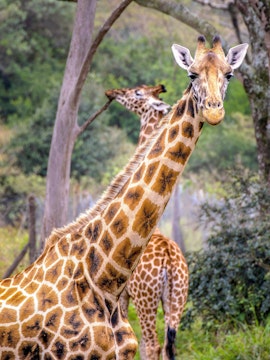 Rothschild’s giraffes in natural habitat at the Giraffe Centre, Kenya.