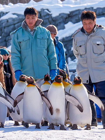 Penguin parade at Asahiyama Zoo with visitors observing in winter setting.