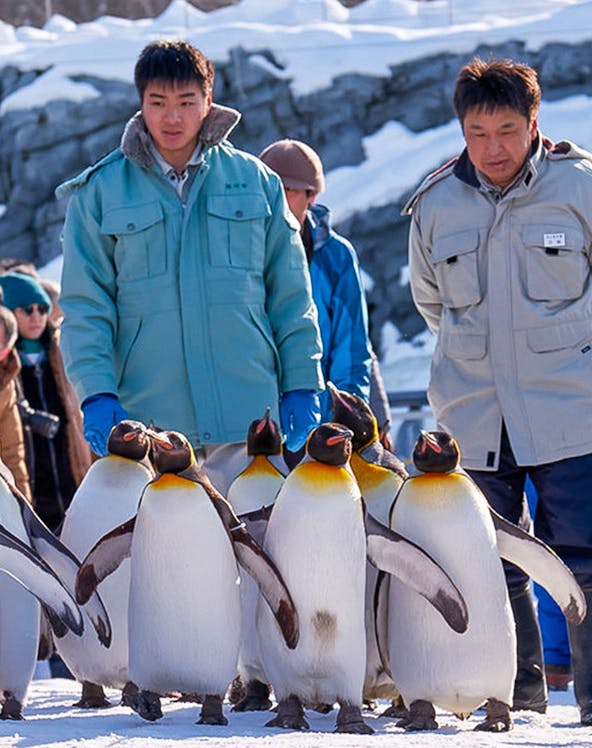 Penguin parade at Asahiyama Zoo with visitors observing in winter setting.