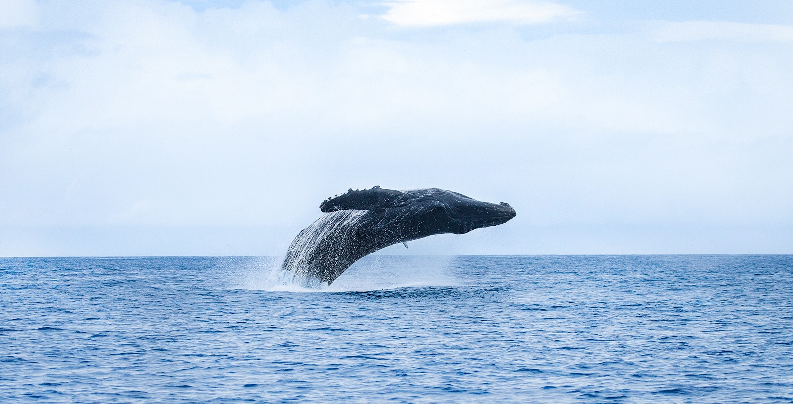 Breaching humpback whale leaping from ocean in Oahu.