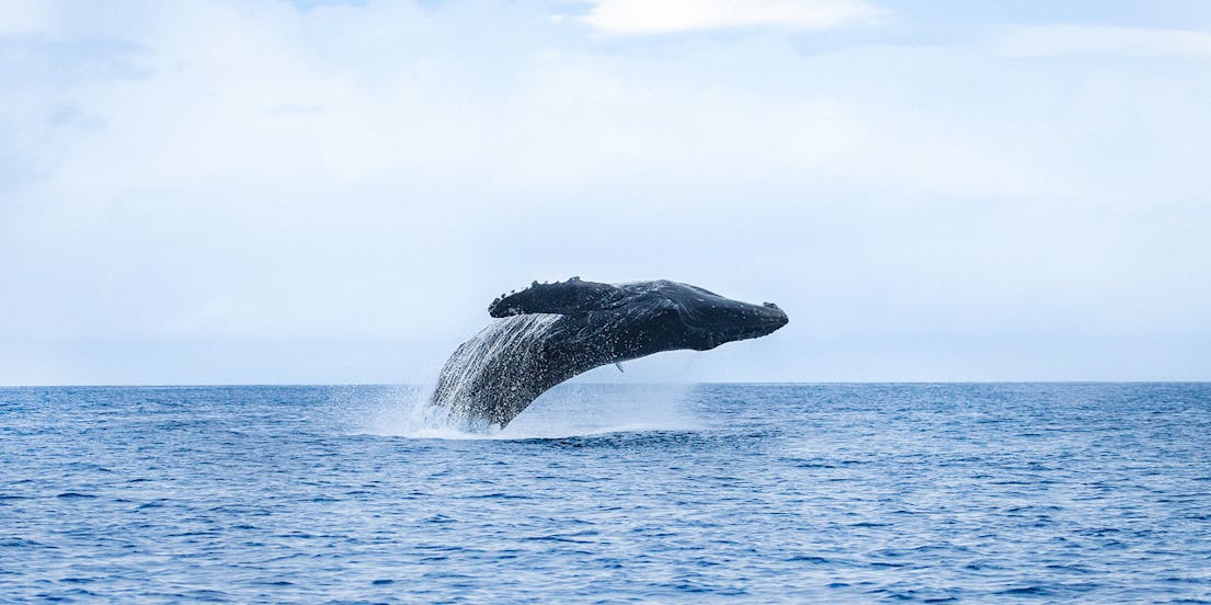 Oahu Whale Watching