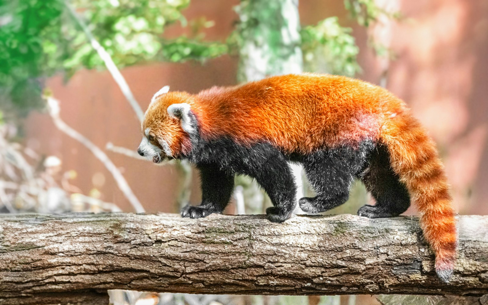 Red panda walking on a log at Asahiyama Zoo, Hokkaido.