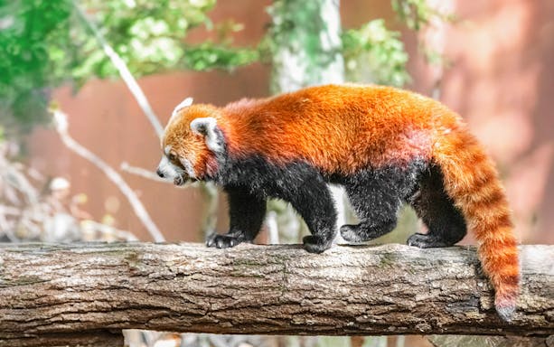 Red panda walking on a log at Asahiyama Zoo, Hokkaido.