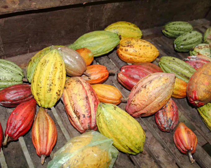 Ho Chi Minh City Chocolate-Making Cooking Class (Product 53706)