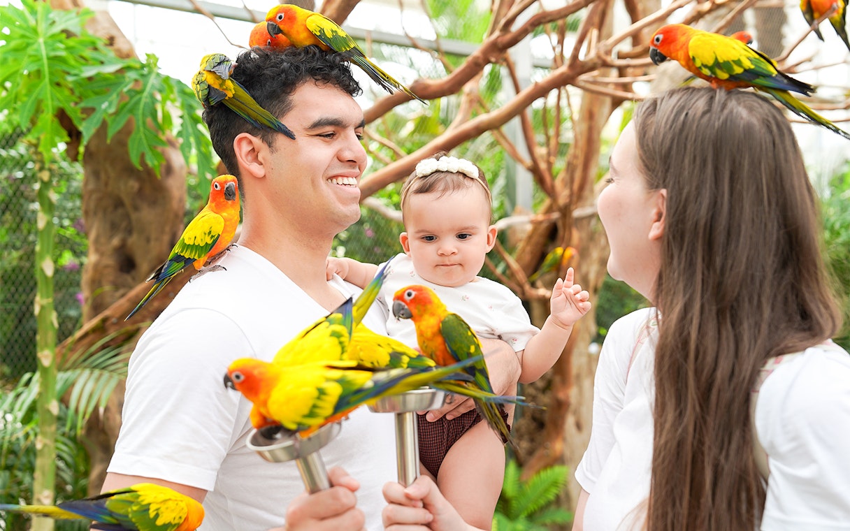 Family with sun conure birds at Gapyeong Begonia Bird Park aviary.