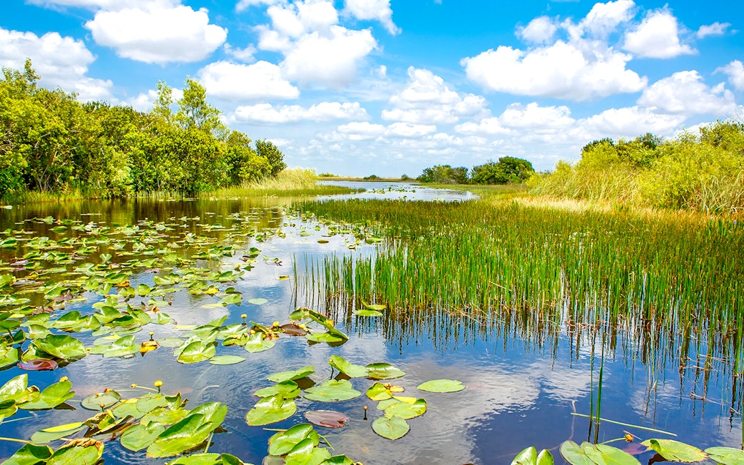 Everglades National Park waterway with lily pads and marsh vegetation.