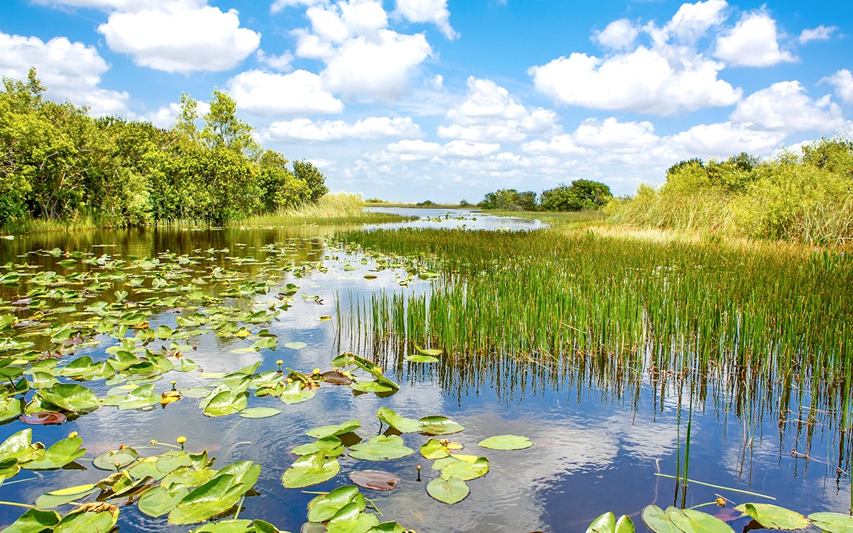 Everglades National Park waterway with lily pads and marsh vegetation.