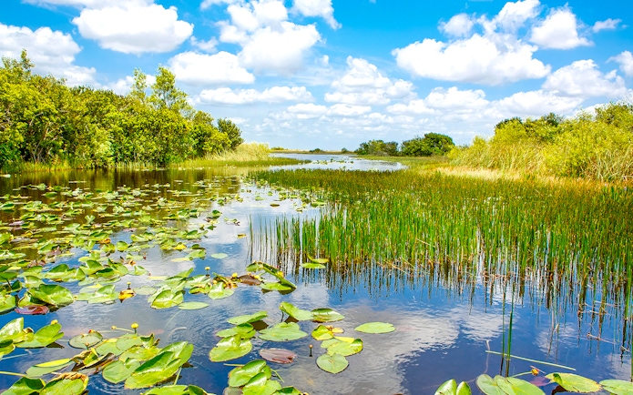 Everglades National Park waterway with lily pads and marsh vegetation.