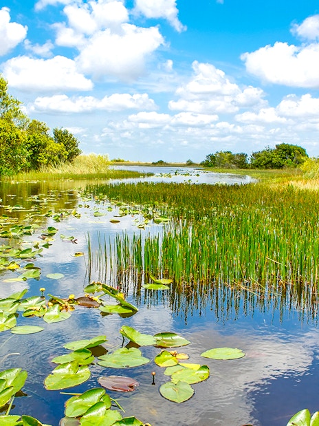 Everglades National Park waterway with lily pads and marsh vegetation.