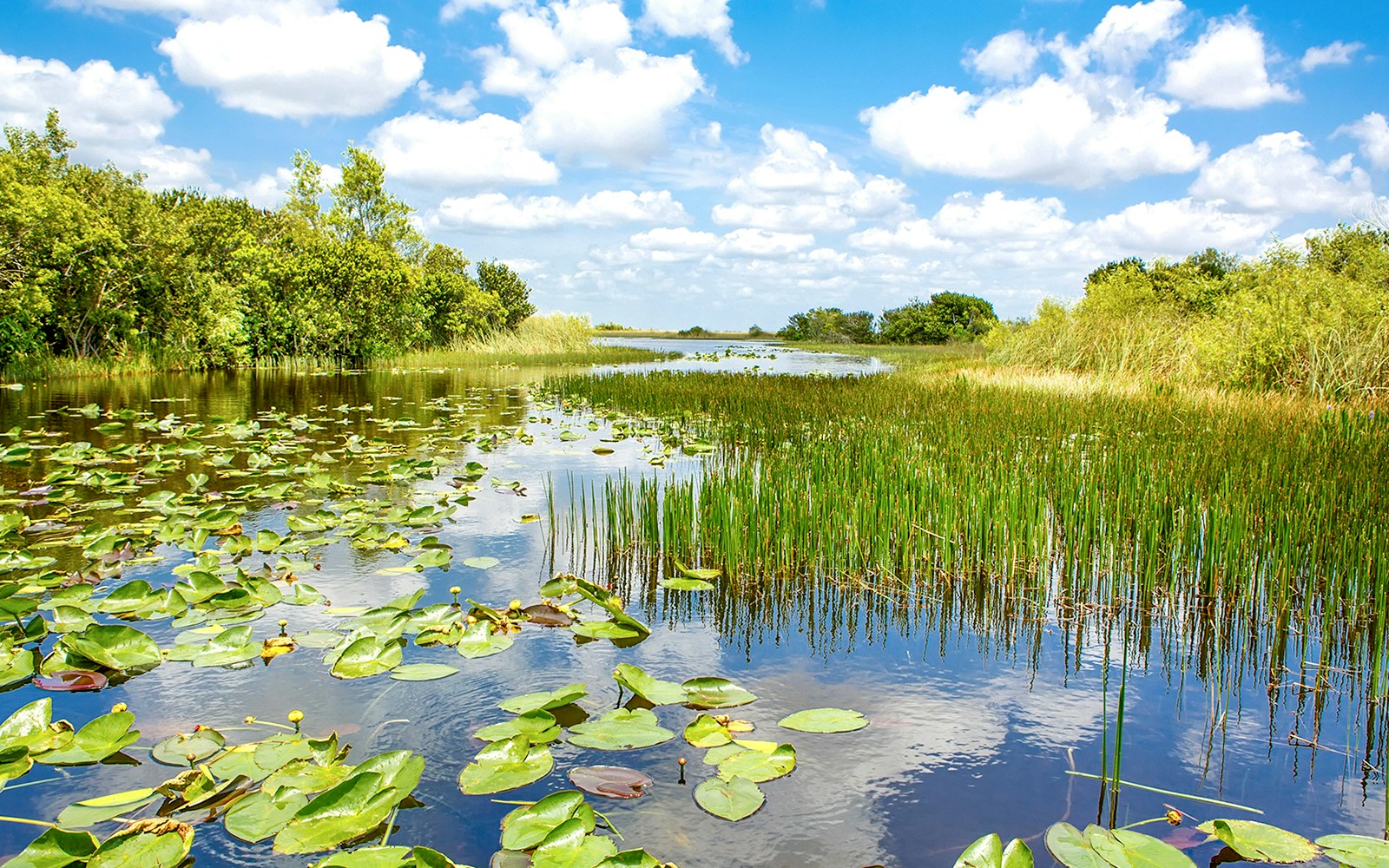 Everglades National Park waterway with lily pads and marsh vegetation.