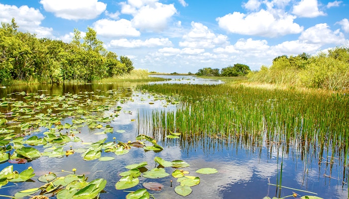 Everglades National Park waterway with lily pads and marsh vegetation.