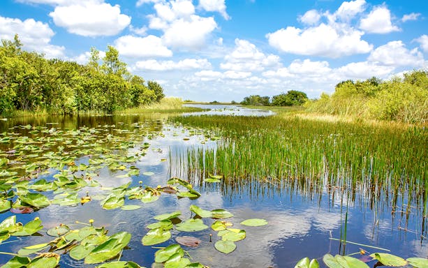 Everglades National Park waterway with lily pads and marsh vegetation.