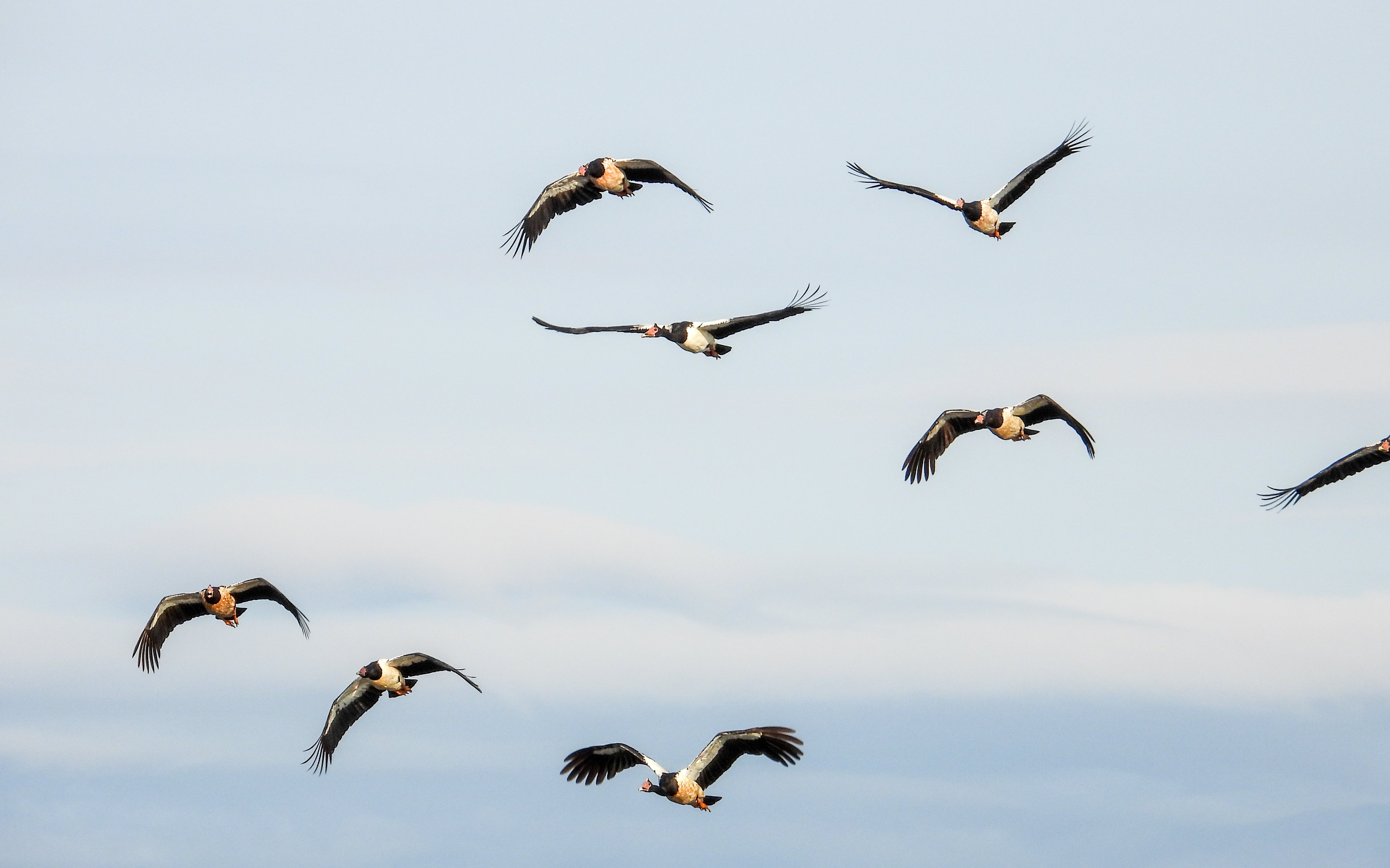 Adelaide River Birdlife & Floodplains