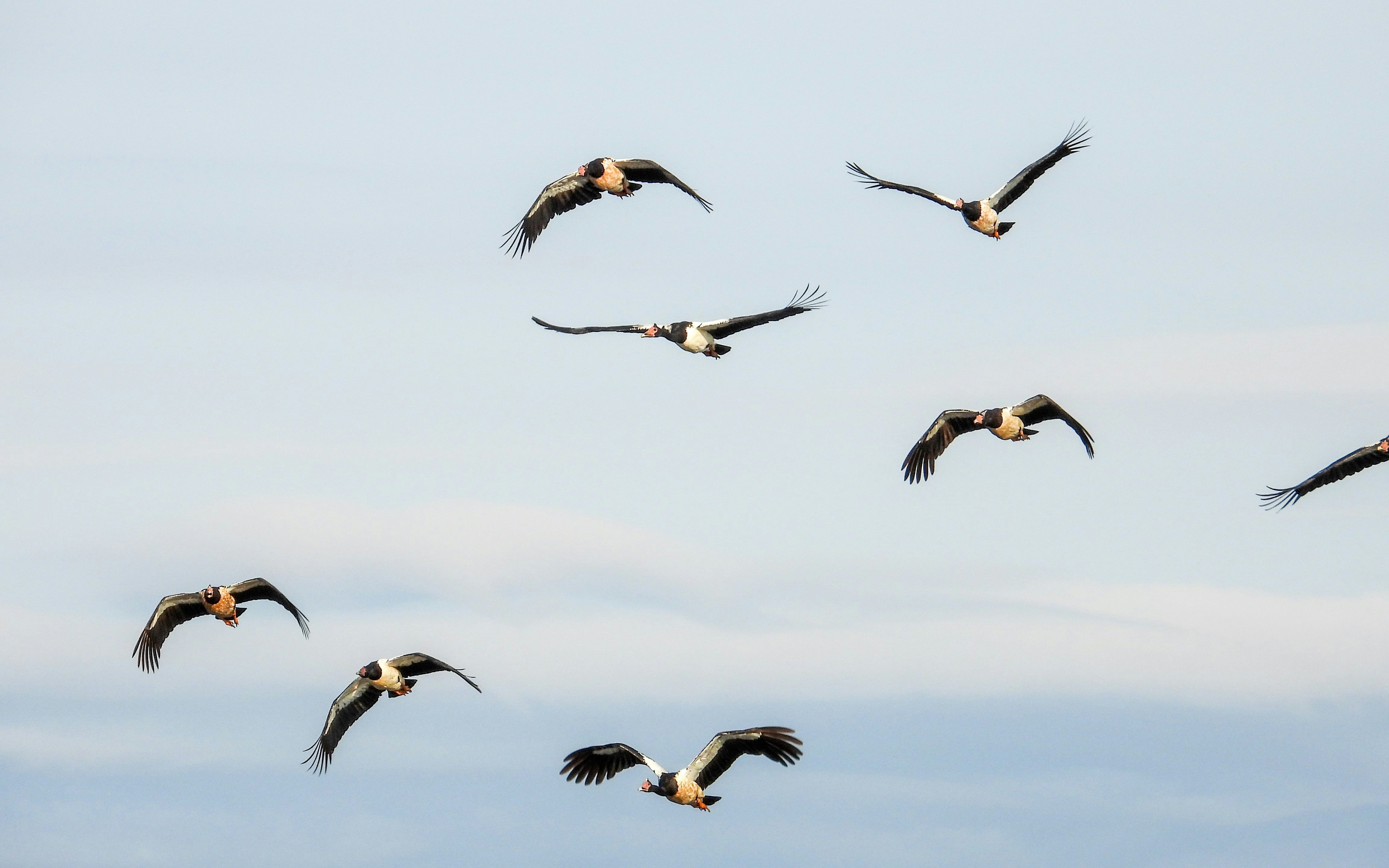 Flock of magpie geese flying in Queensland, Australia sky.