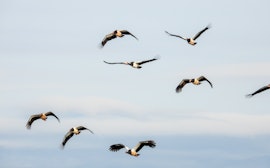 Adelaide River Birdlife & Floodplains