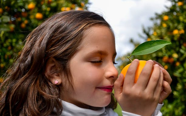 Child enjoying fresh orange in Algarve orchard.